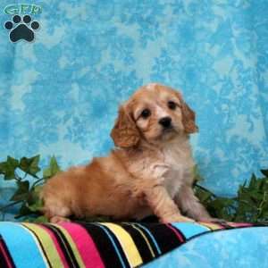 Kendal, Cavalier King Charles Mix Puppy